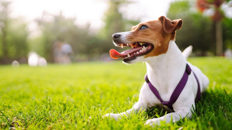 dog in grass