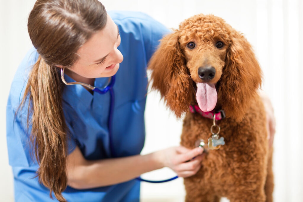copper storage disease in dogs; a Poodle is examined at the vet.