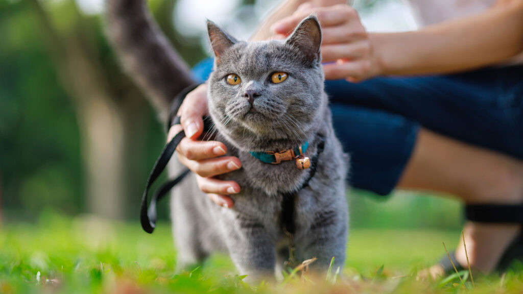 best cat flea treatments
