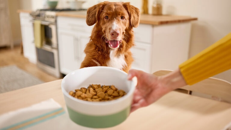 chicken meal in dog food: dog staring at bowl of kibble