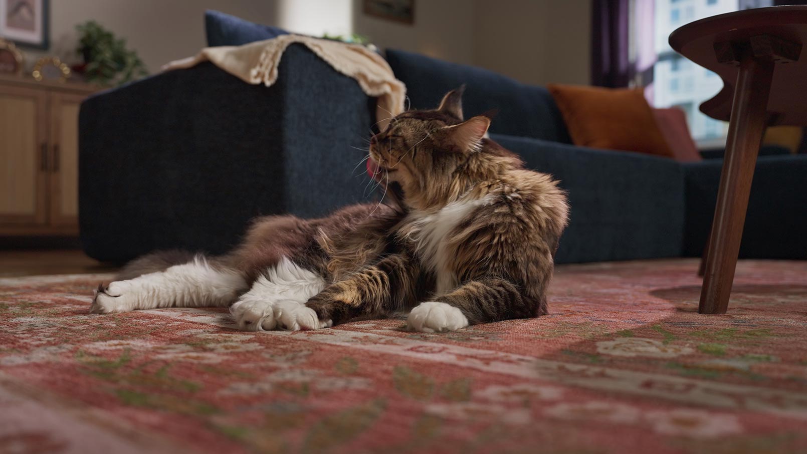 An overgrooming cat, which can be a sign of cat fleas