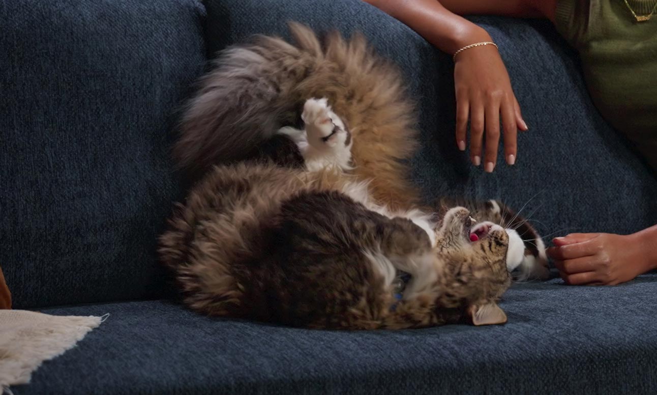 An agitated cat, signaling cat fleas