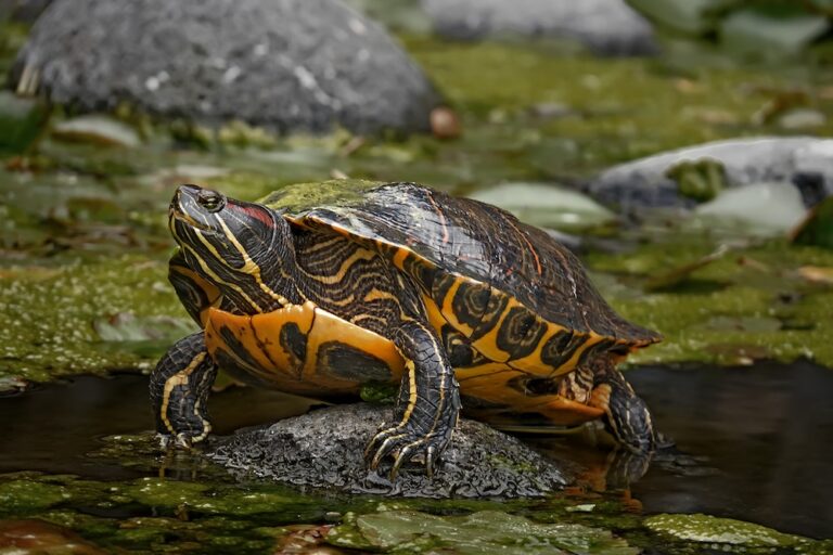 Close-Up Of Tortoise On Rock In Lake