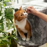 Why Is My Cat Acting Strange After I Come Home From Vacation?