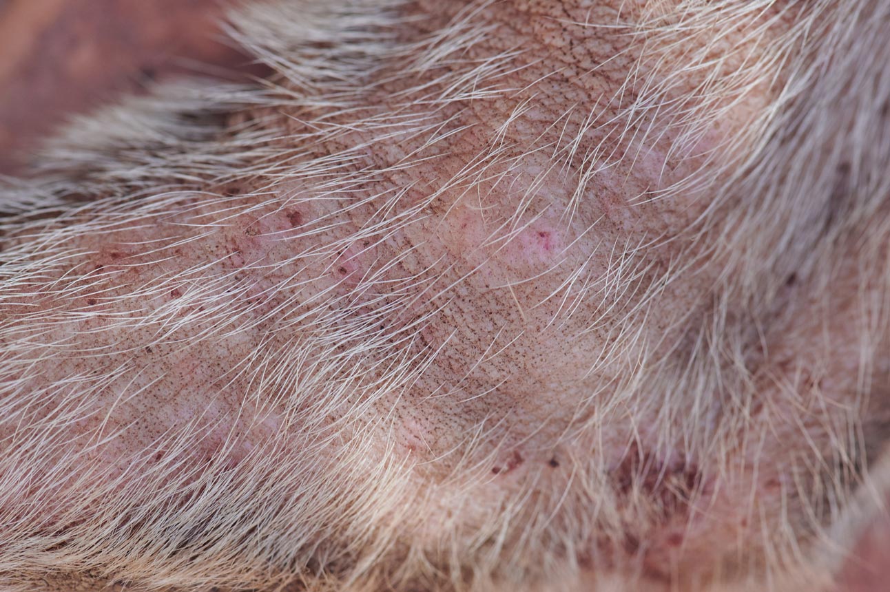 Up-close photo of flea bites on an animal