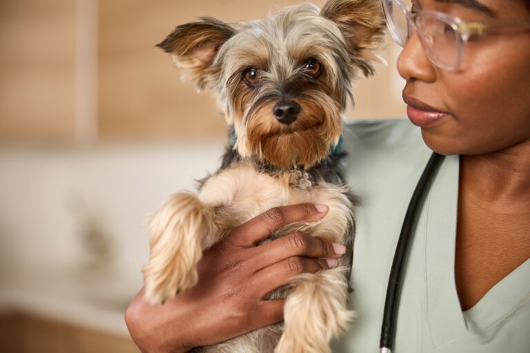 A veterinarian holds a Yorkshire Terrier in one arm.