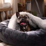 10 Common Anxiety Meds for Dogs