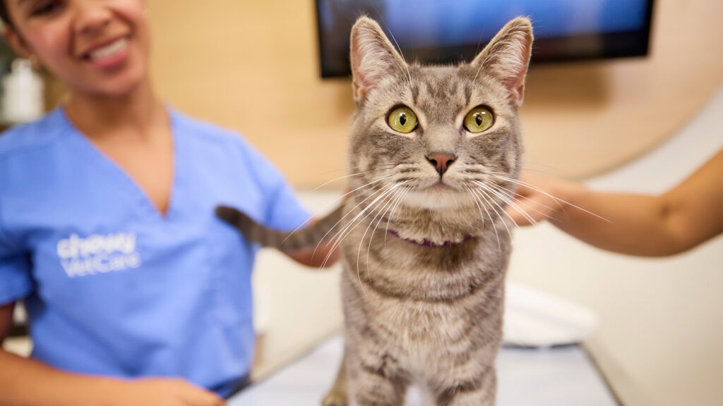 Cat at the vet