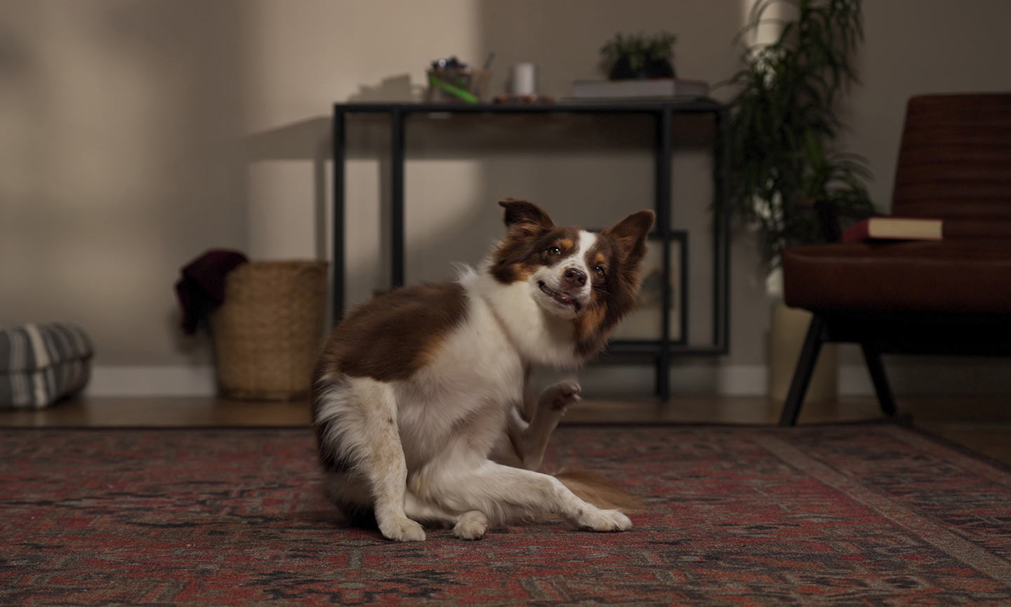 A dog scratching at fleas