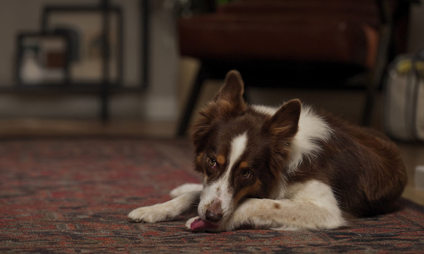 A dog licking their paws