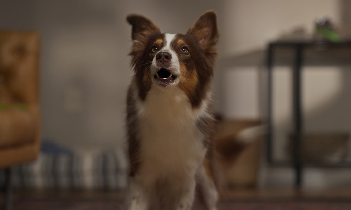 A dog showing agitation