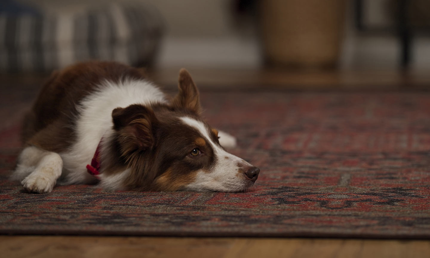 A lethargic dog laying down