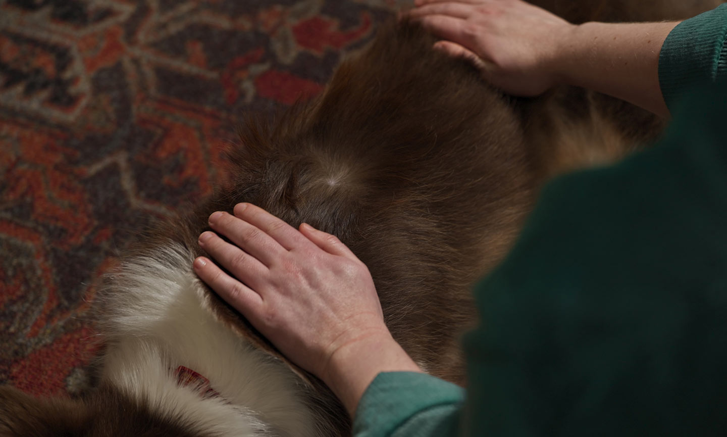 A pet parent checking their dog's fur for fleas