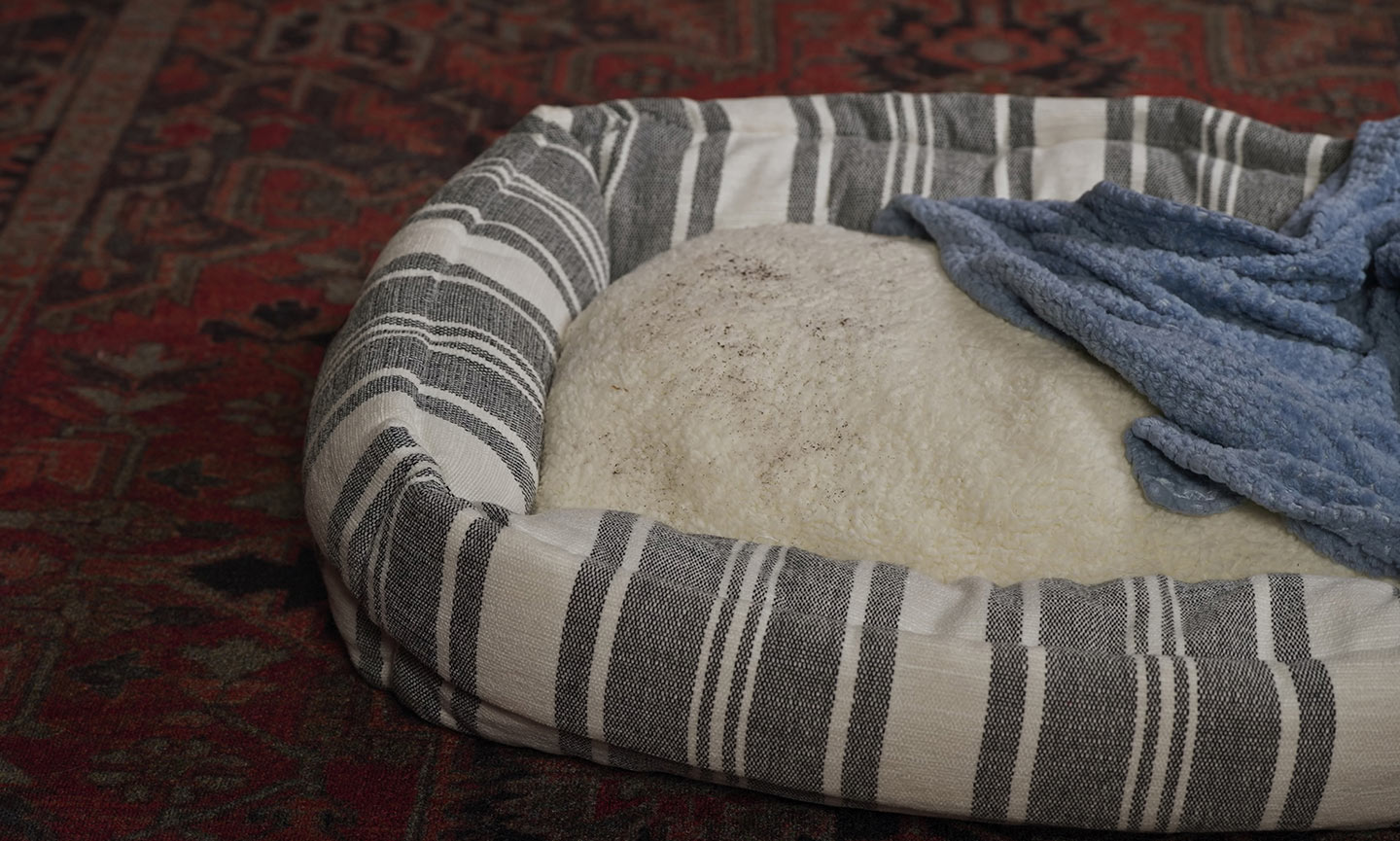 Black specks on a dog bed, which may indicate fleas