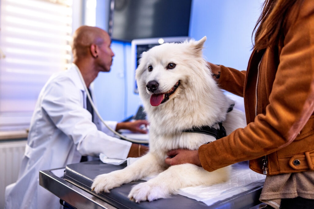 cushing’s disease in dogs; a dog is examined for cushing’s disease at the vet.