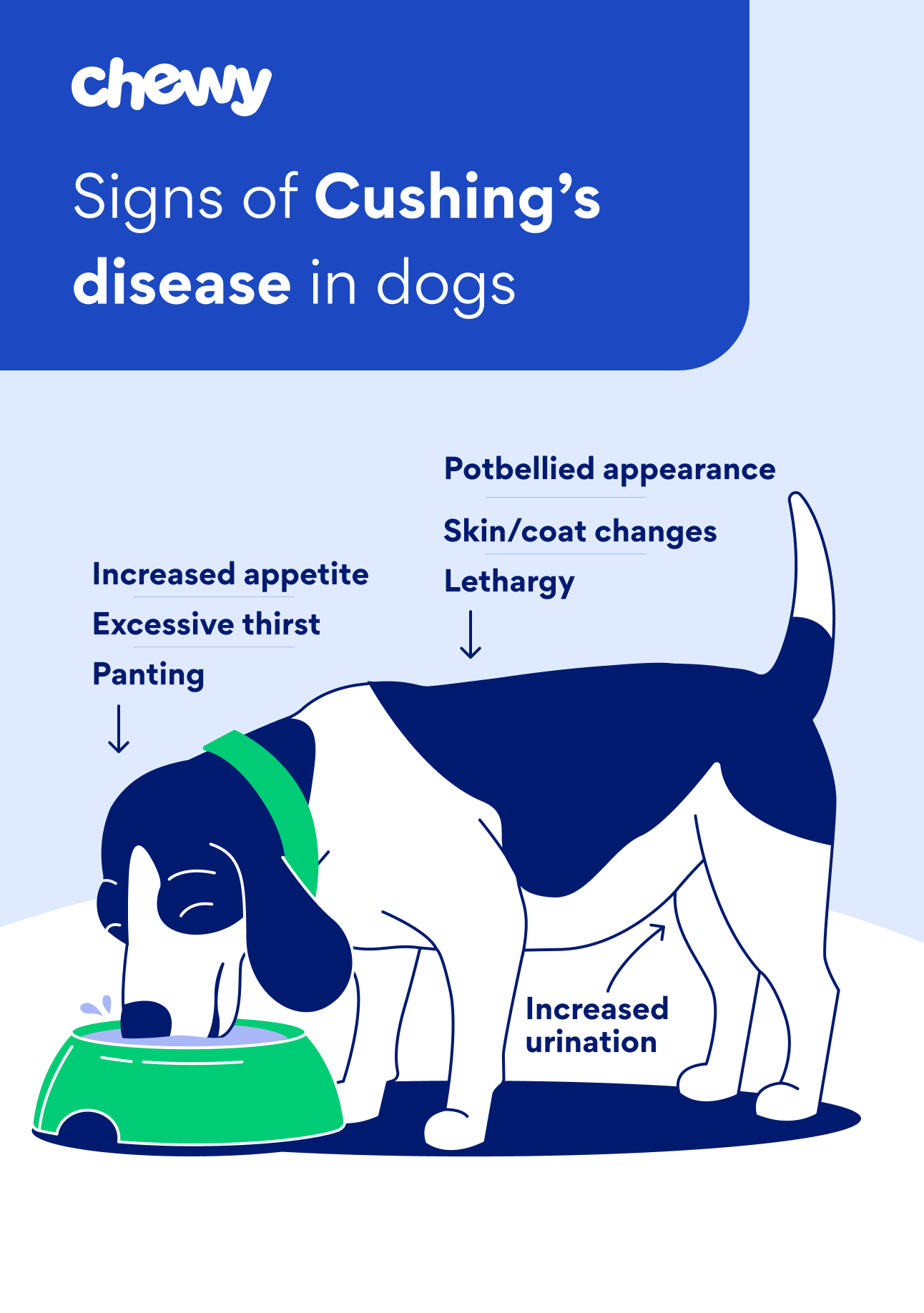 signs of cushing's disease in dogs infographic chewy