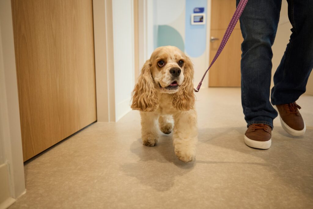 A pale beige Cocker Spaniel on a leash walks down the hall at the veterinarian’s with their person.