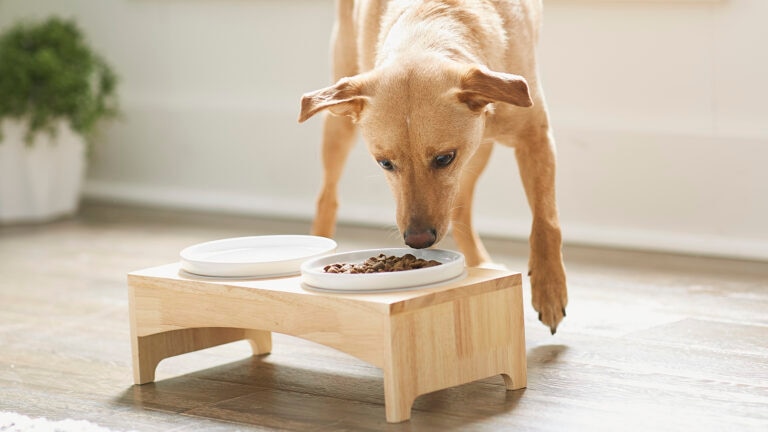 probiotics for dogs