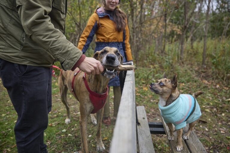 A large dog in a red harness and a small dog with a blue sweater are in the woods with their pet parents.