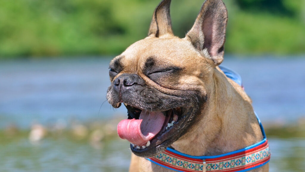 A vet listens to a dog’s lungs for possible kennel cough symptoms.