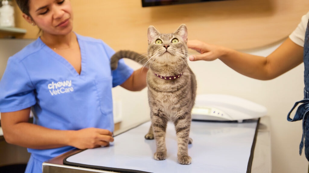 heartworm in cats: cat at the vet clinic