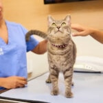 Heartworm in Cats: Symptoms, Treatment, and Prevention