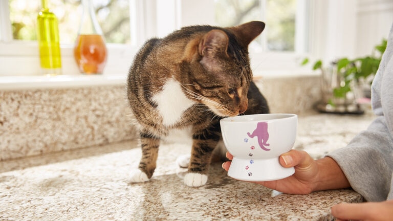 why is my cat not eating