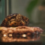 Aquatic Turtle Tank Setup 101: A Beginner’s Guide