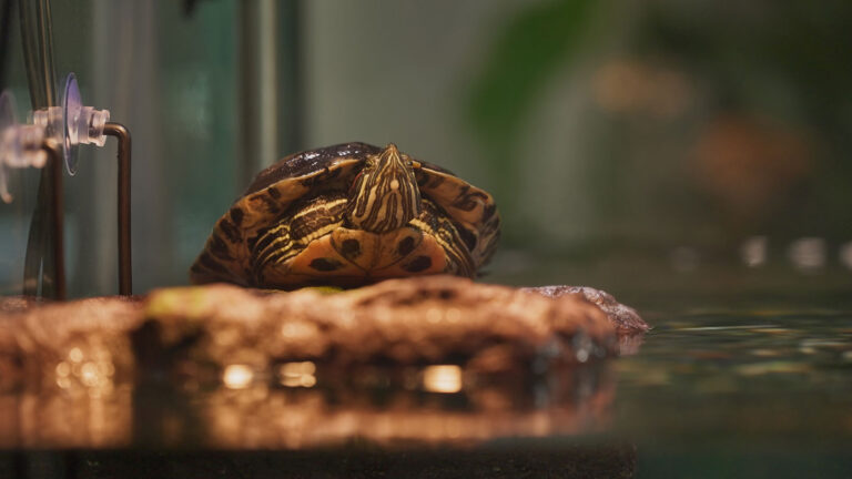 a turtle enjoying their new turtle tank setup