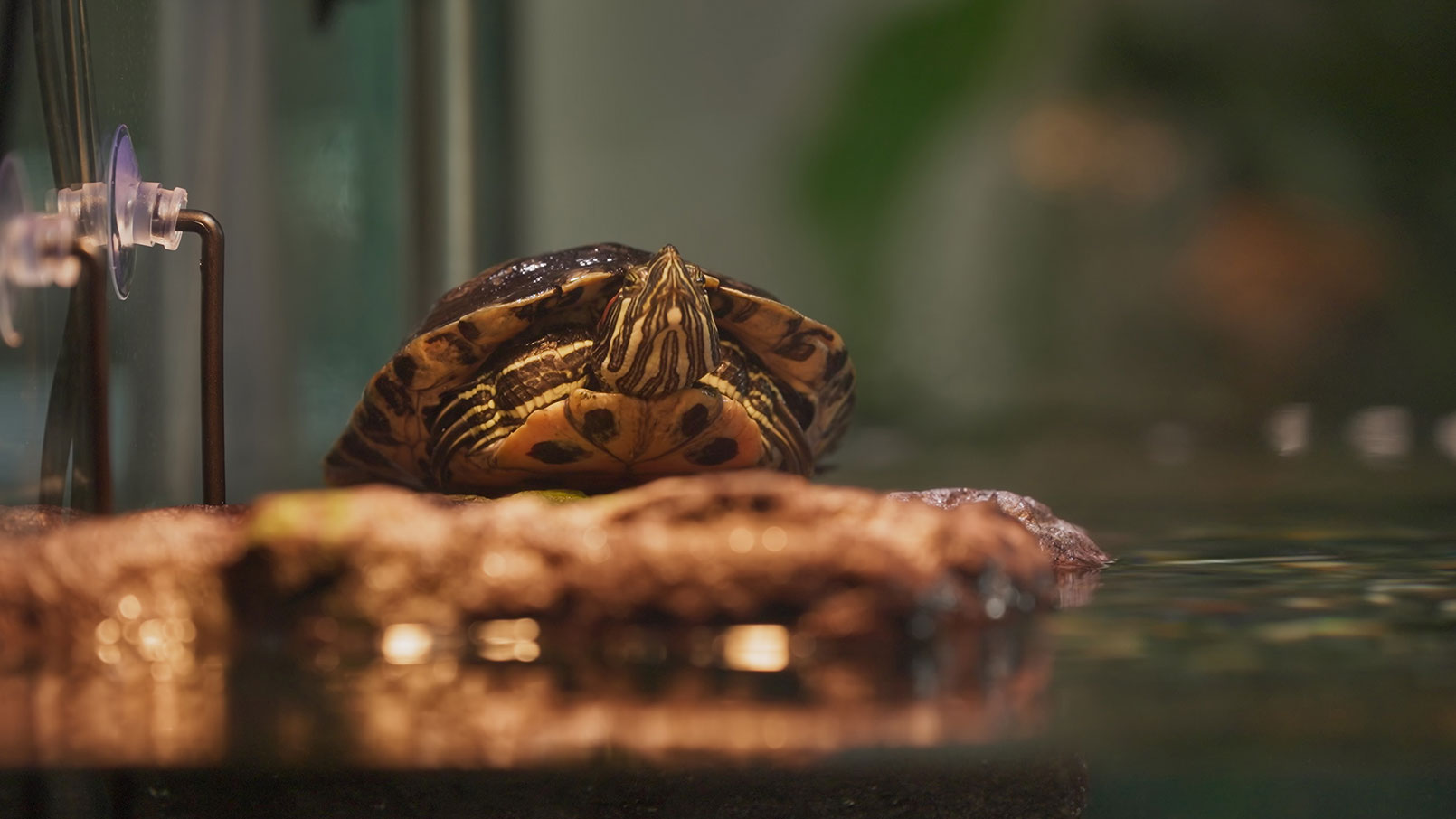 Aquatic Turtle Tank Setup 101: A Beginner’s Guide