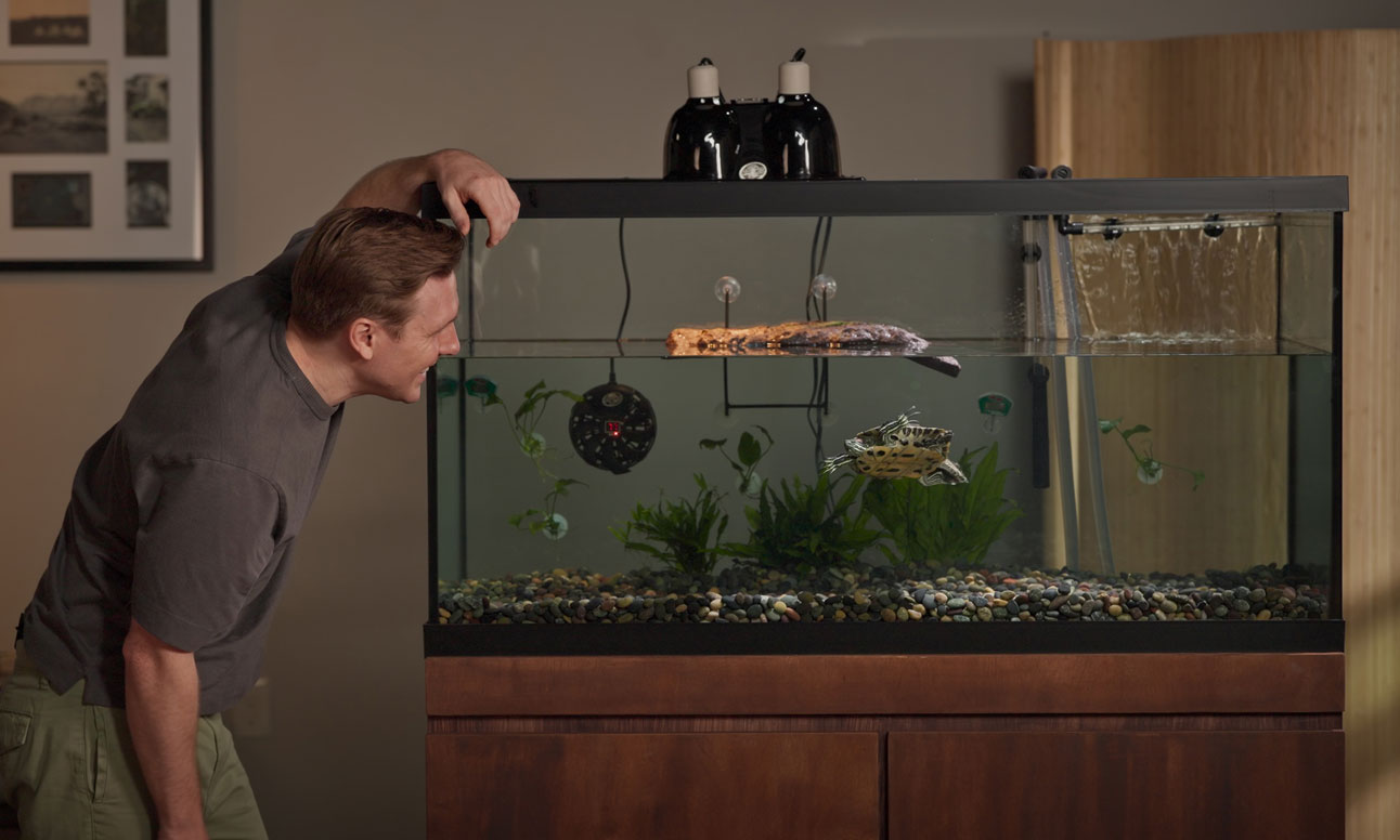 man looking at turtle tank