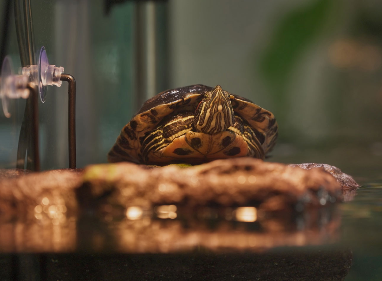 turtle basking on platform