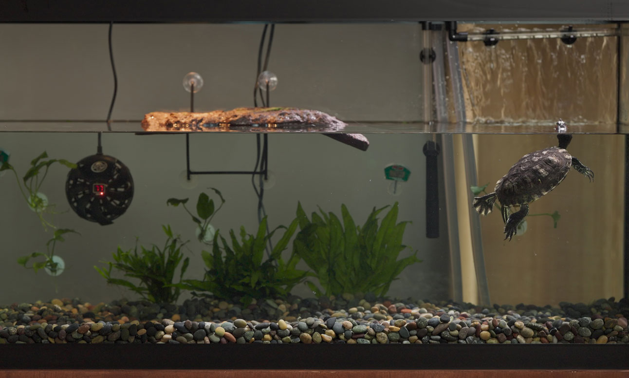 turtle swimming in tank