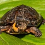 What Is a Turtle Shell Made of, and Why Does It Shed?
