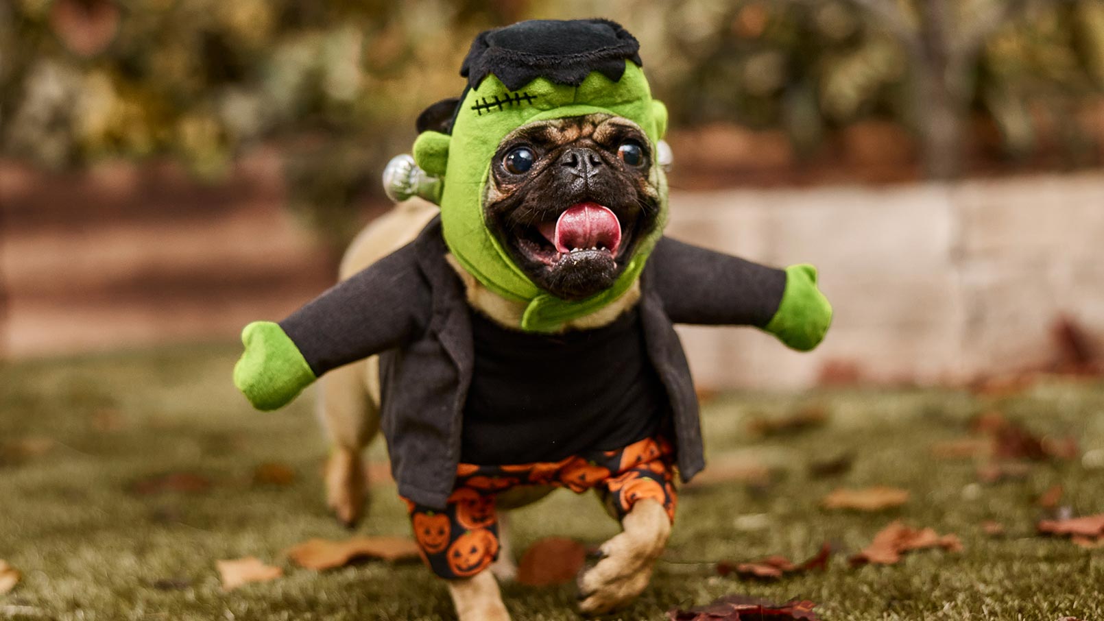 A small dog wearing a front-walking Frankenstein Halloween dog costume