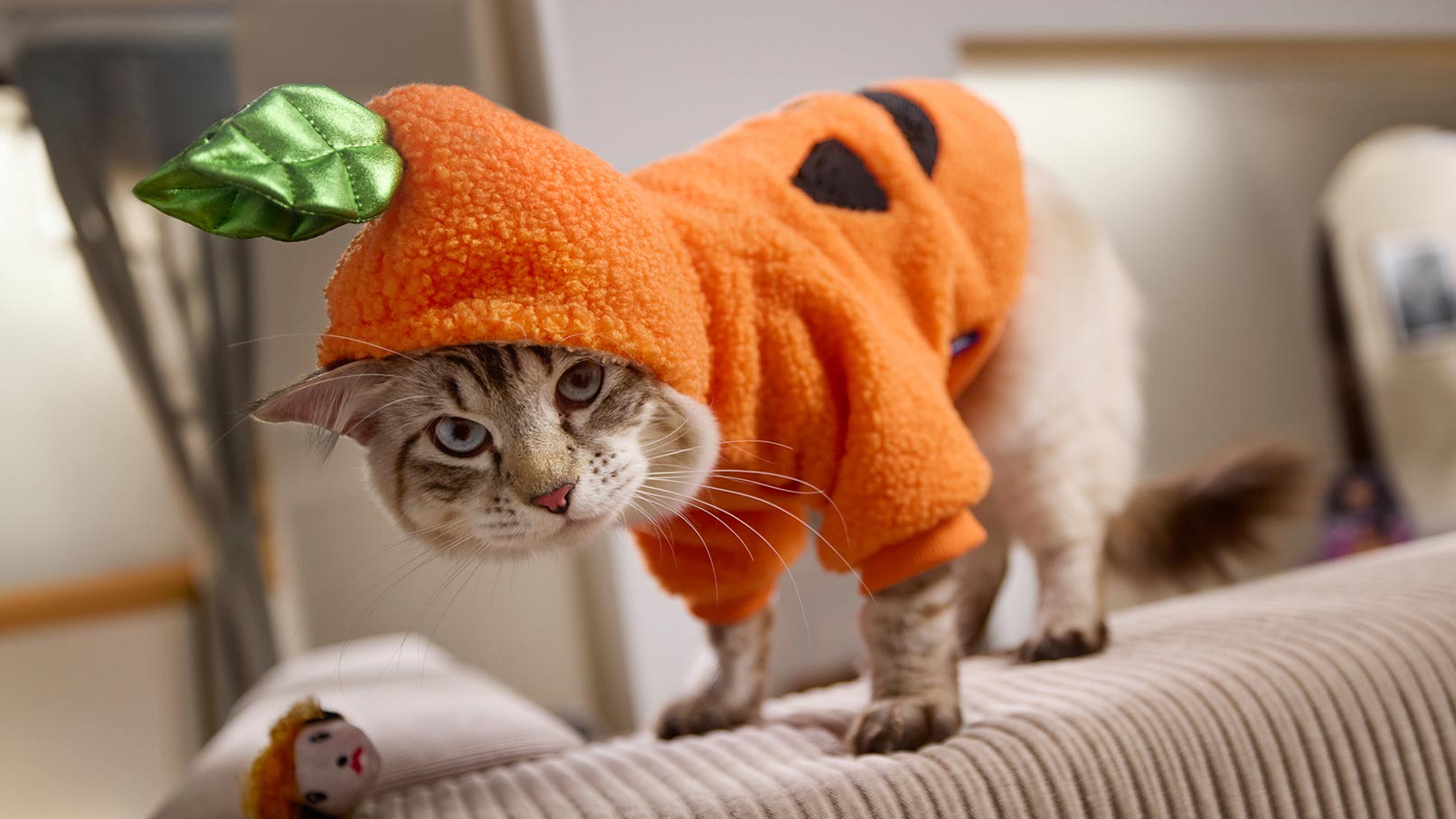 A cat wearing a pumpkin cat halloween costume