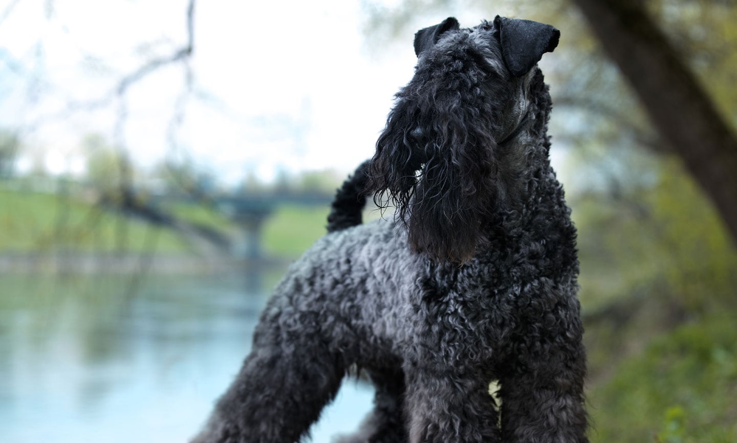 Kerry orders blue terrier life span