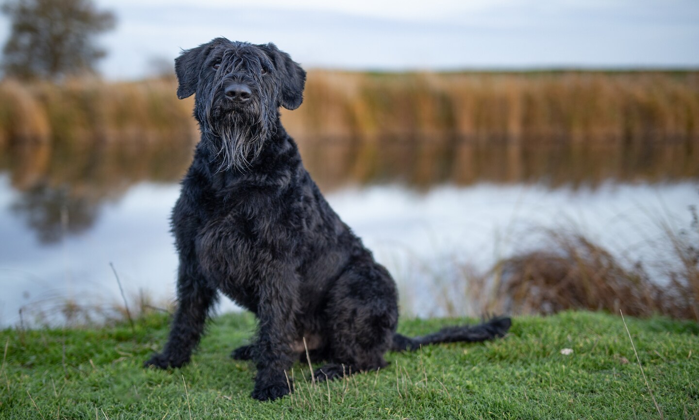 Giant schnauzer shops black