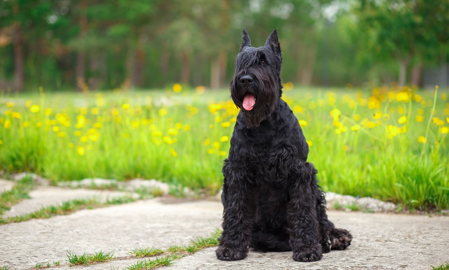 Fashion giant schnauzer images