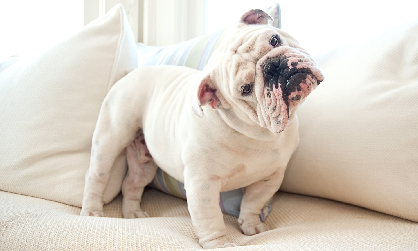 Dogs Show 'Sad Puppy Face' More Often When Being Watched | National  Geographic, image size:1440x865