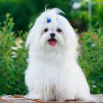 maltese dog in garden