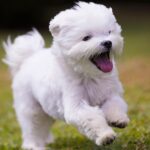 maltese puppy running