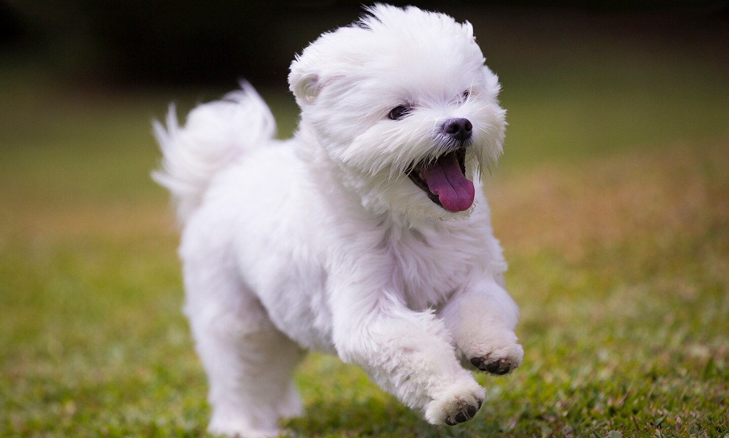 Shedding fashion maltese dog