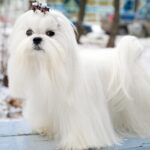 maltese dog with long hair