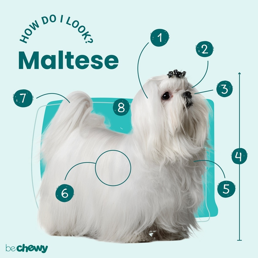 Photo of a Maltese