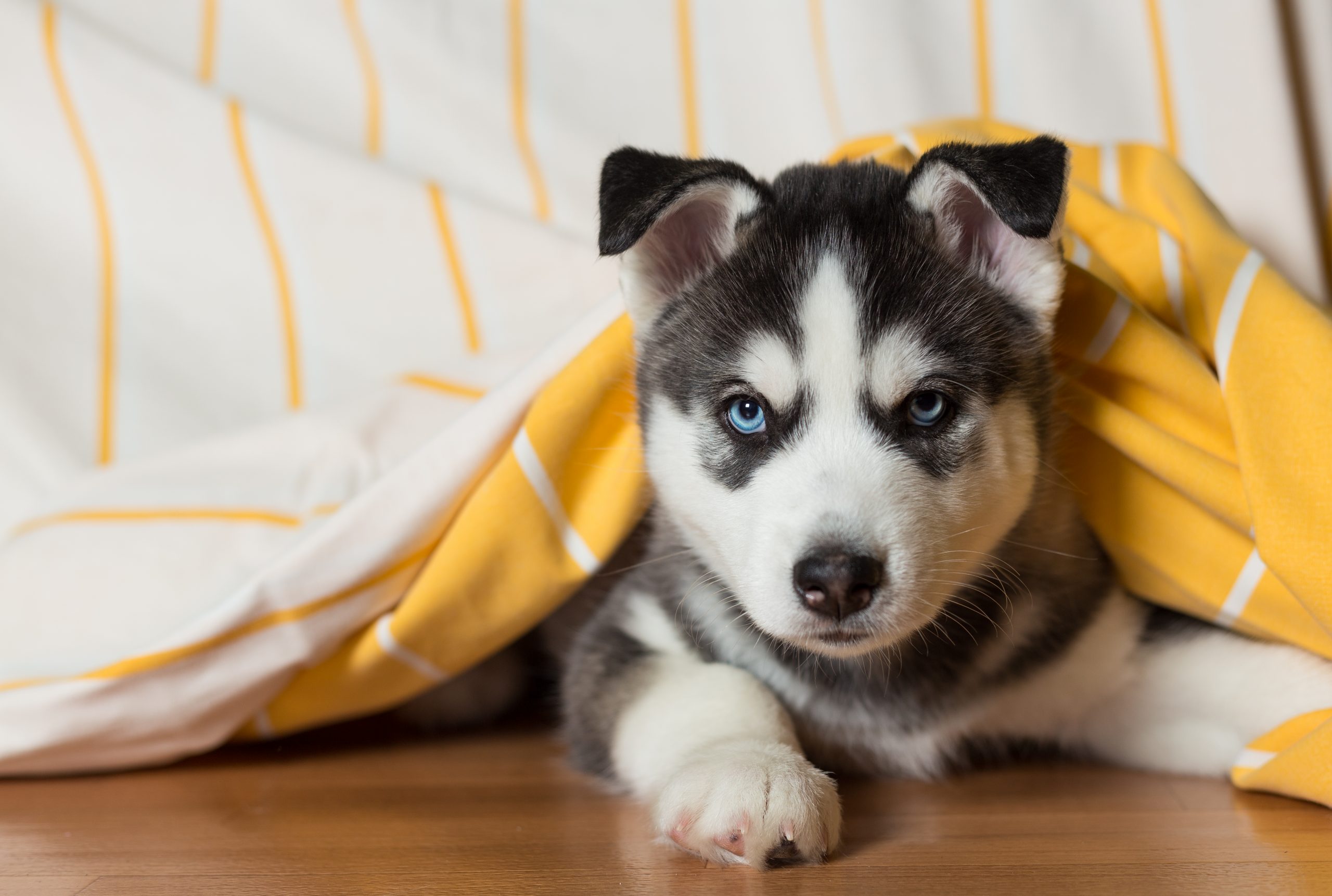 are siberian husky puppies lazy