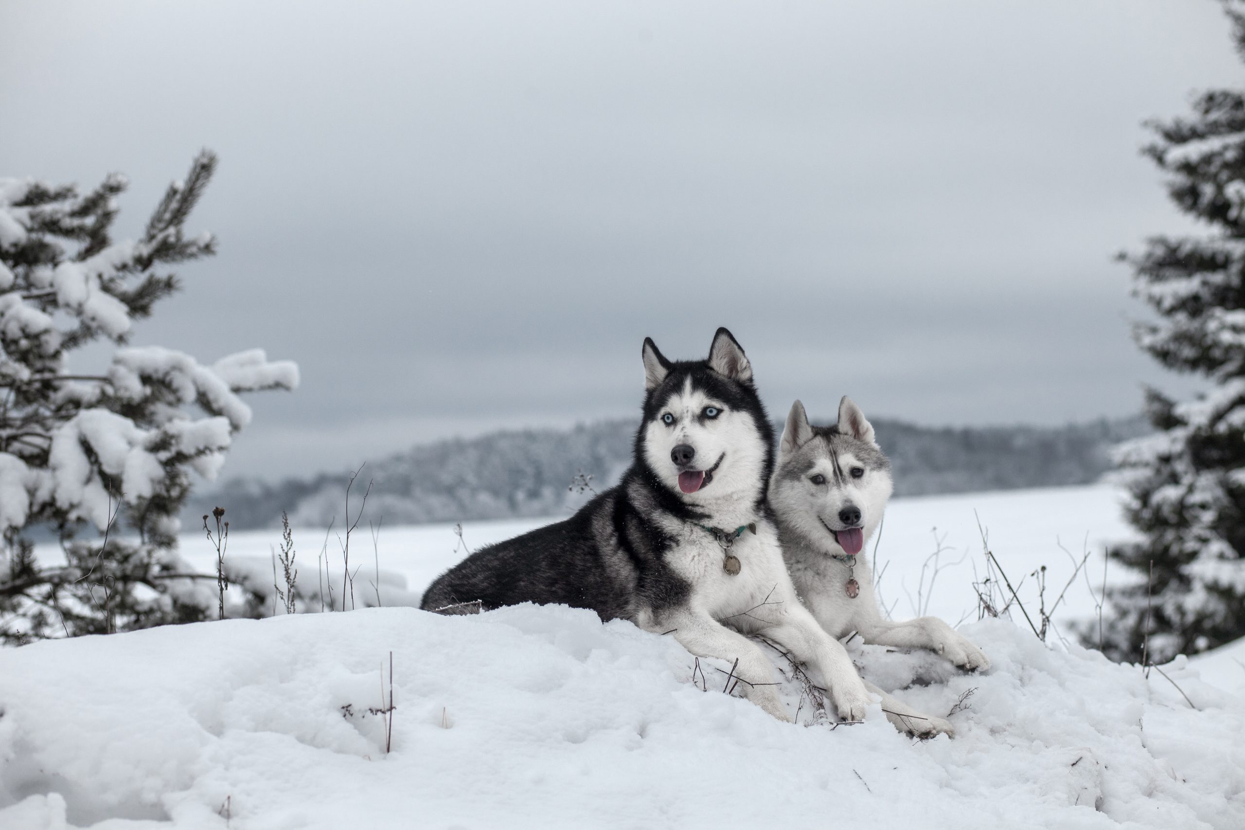 Siberian husky working shops dog