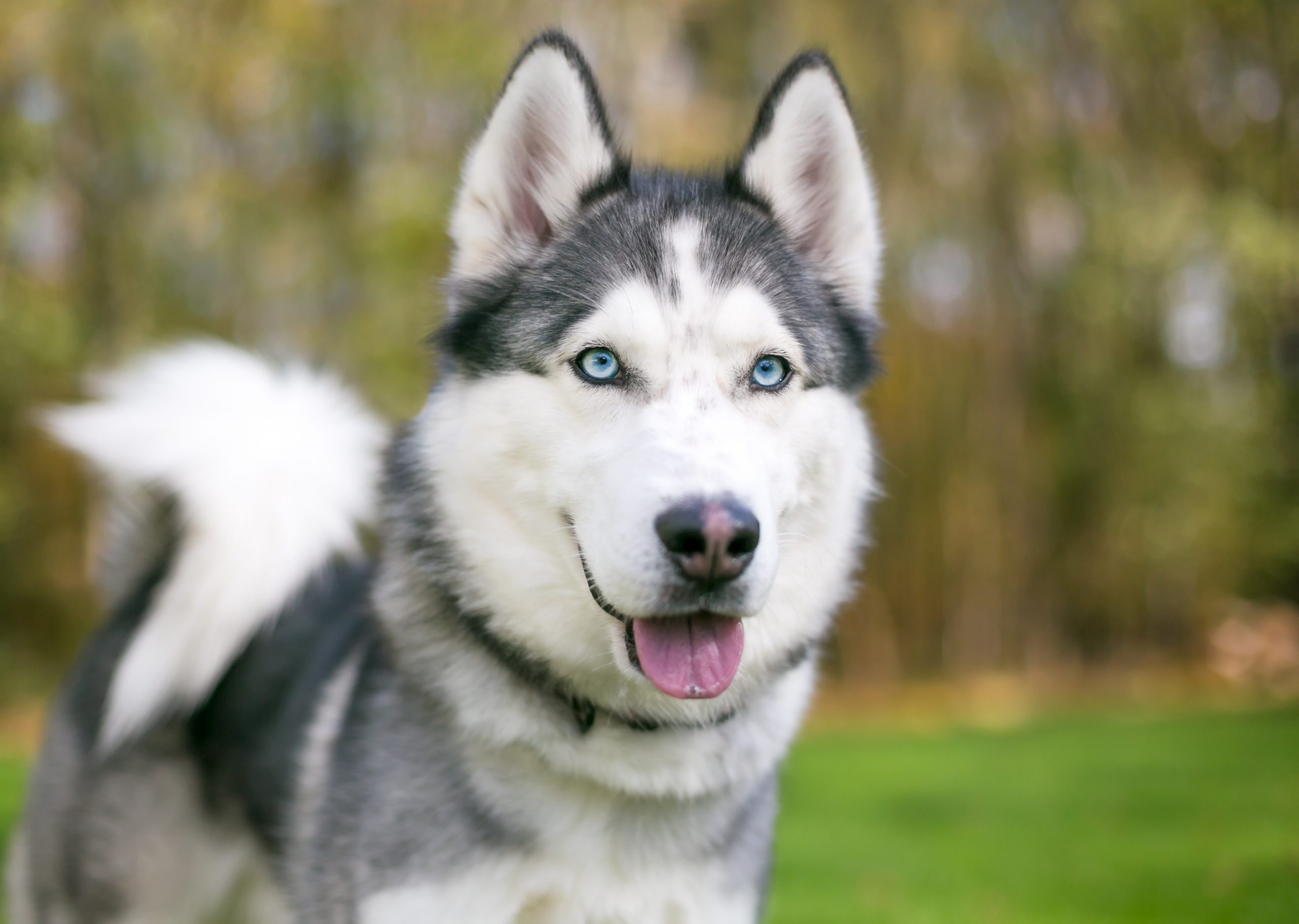 Husky dog thick fur light eyes cold climate hotsell