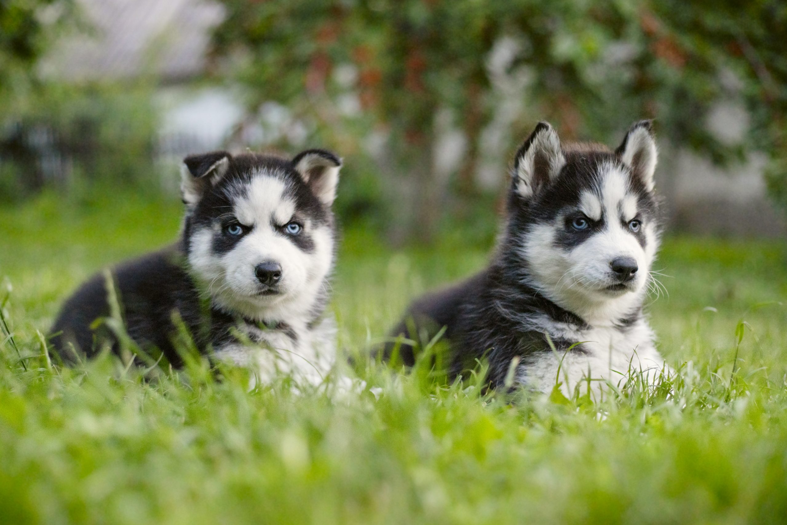 are siberian husky puppies lazy