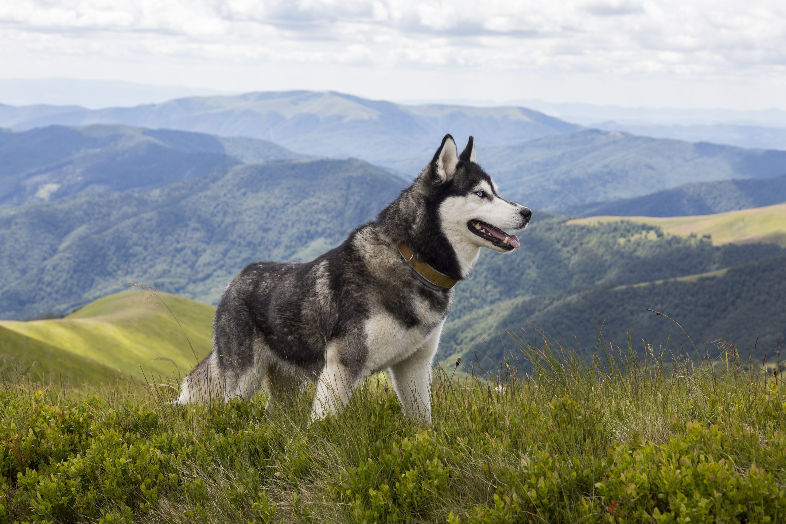 are siberian husky puppies lazy